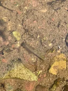 Circumpolar Fairy Shrimp thumbnail 1