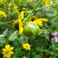 Asphondylia rudbeckiaeconspicua thumbnail 2