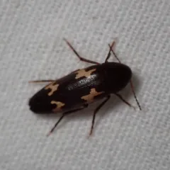 Blurry-spotted False Darkling Beetle thumbnail 4