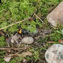Boreal Burying Beetle thumbnail 4