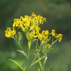 Wingstem thumbnail 4