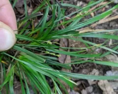 slender woodland sedge thumbnail 4