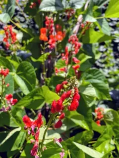 Runner bean thumbnail 4