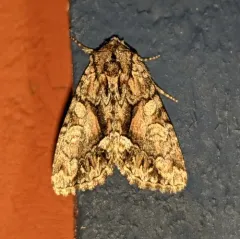 Oligia divesta thumbnail 1