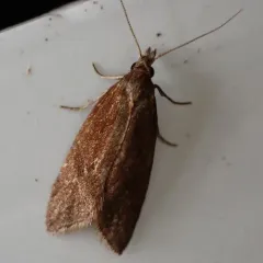 Reddish Aethes thumbnail 3