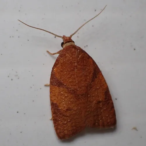 Chokecherry Leafroller Moth