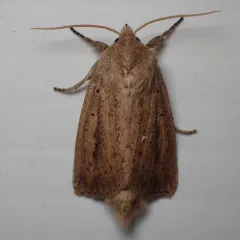 Oblong Sedge Borer Moth thumbnail 2