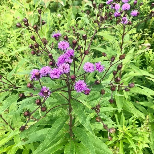 New York ironweed