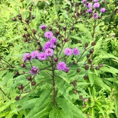 New York ironweed thumbnail 1