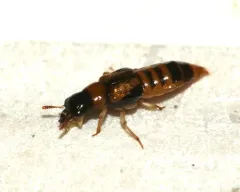 Oxyporus vittatus thumbnail 3