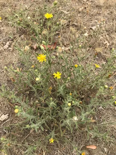 Heterotheca scelionis