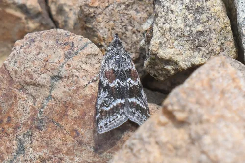 Telethusia ovalis