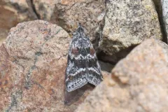 Telethusia ovalis thumbnail 1