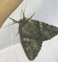 Dejected Underwing thumbnail 2