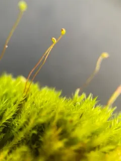 Golf-club Moss thumbnail 2