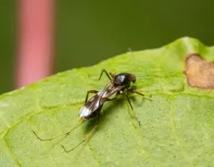 Heteromyia prattii thumbnail 4