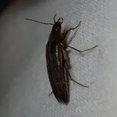 Punctate Synchronized Bark Beetle thumbnail 4