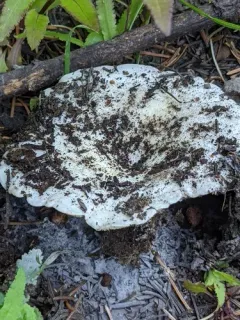 Blushing Milkcap thumbnail 2