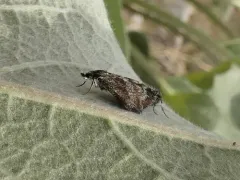 Anatralata versicolor thumbnail 3