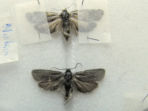 Eucosma landana