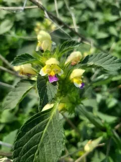 Large-flowered Hemp-nettle thumbnail 2