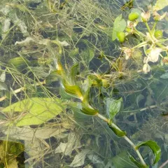 Richardson's pondweed thumbnail 3
