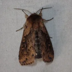 Black-tailed Diver Moth thumbnail 4