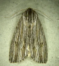 Streaked Dagger thumbnail 3