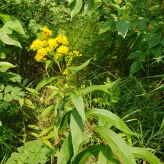 giant goldenrod thumbnail 4
