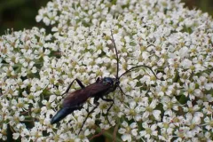 Patrocloides montanus thumbnail 3