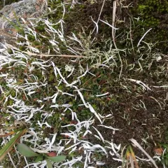 Whiteworm Lichen thumbnail 2