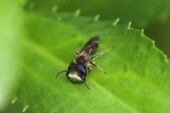Miner's Lettuce Miner thumbnail 2