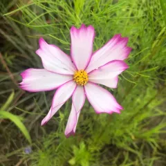 garden cosmos thumbnail 3
