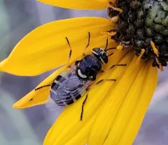Anoplodonta nigrirostris thumbnail 1