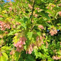 Amur Maple thumbnail 4