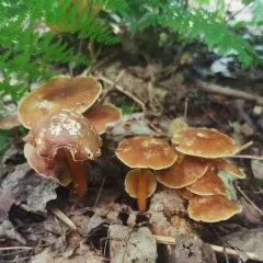 Oak-loving Gymnopus thumbnail 2