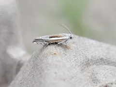 Striped Eucosma Moth thumbnail 2