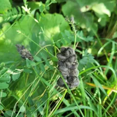 Chickpea Milkvetch thumbnail 4
