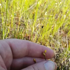 northern yellow-eyed grass thumbnail 2