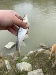 Flathead Chub thumbnail 2
