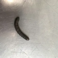 Bronzed Cutworm Moth thumbnail 4