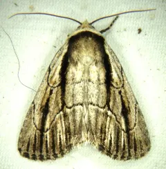honeysuckle budworm thumbnail 2