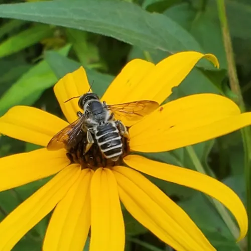 Pugnacious Leafcutter Bee