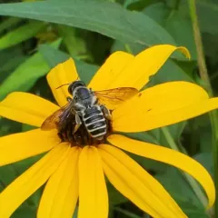 Pugnacious Leafcutter Bee thumbnail 1