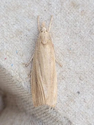 Wainscot Grass-veneer