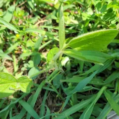 Soybean thumbnail 3