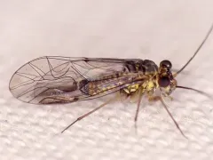 Mesopsocus laticeps thumbnail 2