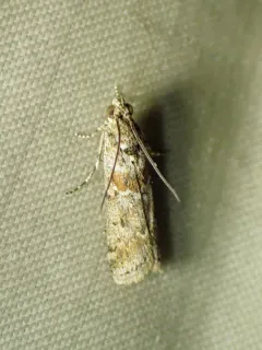Sugarbeet Crown Borer Moth thumbnail 3
