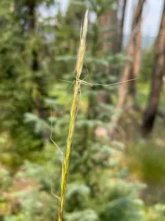 Western Needlegrass thumbnail 2