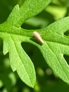 Constricted Leafhopper thumbnail 3